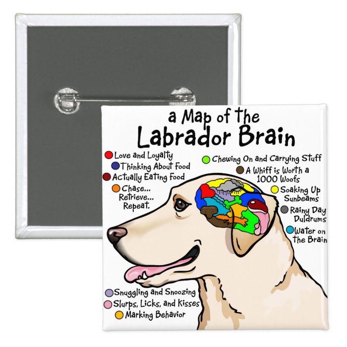 Yellow Labrador Brain Atlas Pinback Buttons