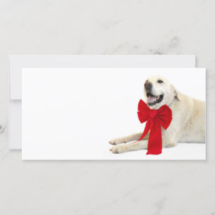 Yellow labrador Christmas Holiday Card