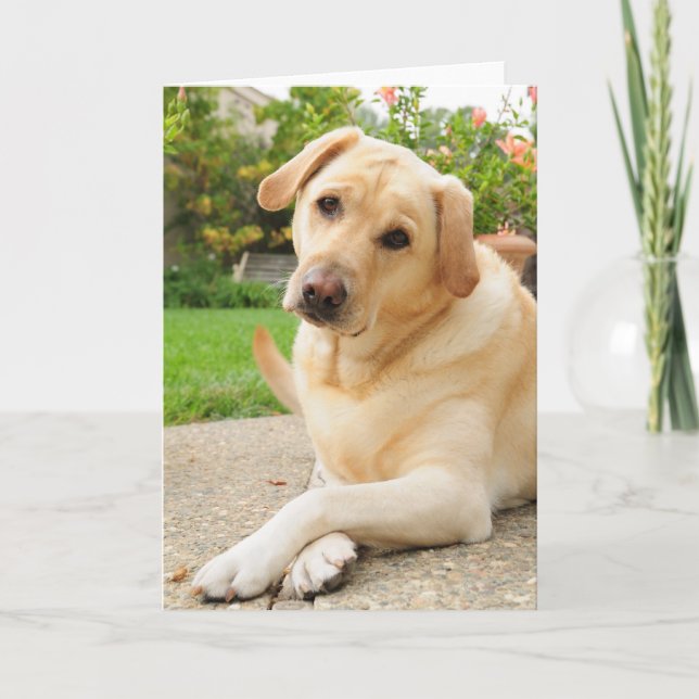 Yellow Labrador dog Card (Front)