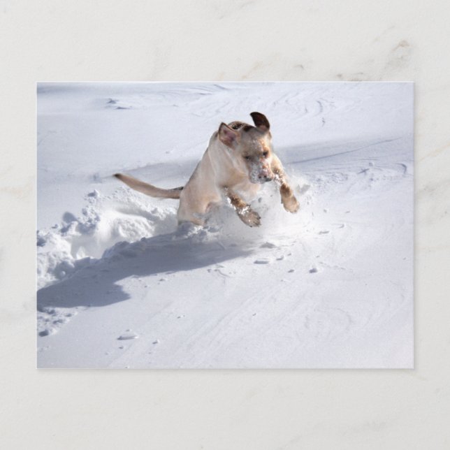 Yellow Labrador in the Snow Postcard (Front)