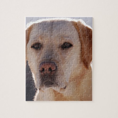 yellow labrador jigsaw puzzle