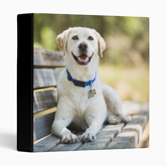Yellow Labrador Lays On Bench 3 Ring Binder (Front/Spine)