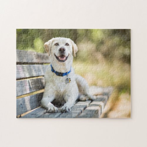 Yellow Labrador Lays On Bench Jigsaw Puzzle