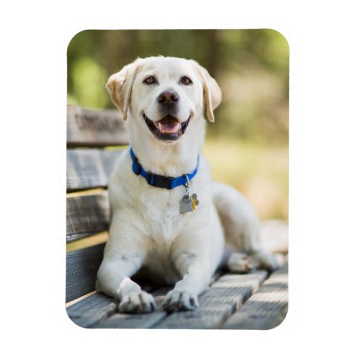 Yellow Labrador Lays On Bench Magnet