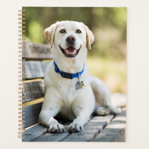 Yellow Labrador Lays On Bench Planner