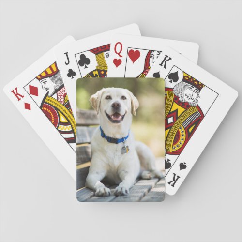 Yellow Labrador Lays On Bench Playing Cards