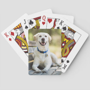 Yellow Labrador Lays On Bench Poker Cards