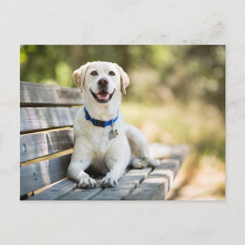 Yellow Labrador Lays On Bench Postcard