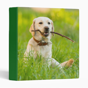 Yellow Labrador Plays Fetch With Stick 3 Ring Binder