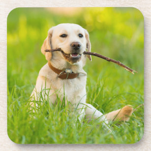 Labrador coasters shop