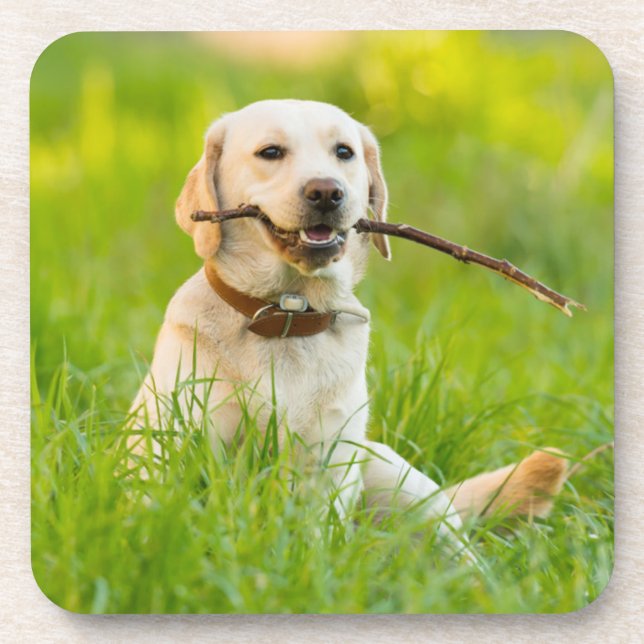 Yellow Labrador Plays Fetch With Stick Beverage Coaster (Front)