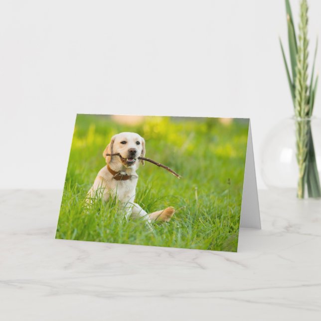 Yellow Labrador Plays Fetch With Stick Card (Front)