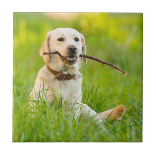 Yellow Labrador Plays Fetch With Stick Ceramic Tile