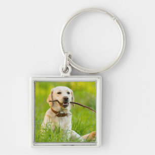 Yellow Labrador Plays Fetch With Stick Keychain