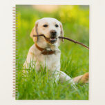 Yellow Labrador Plays Fetch With Stick Planner<br><div class="desc">Horizontal image of a yellow labrador retriever dog sitting in grass with a stick in her mouth</div>