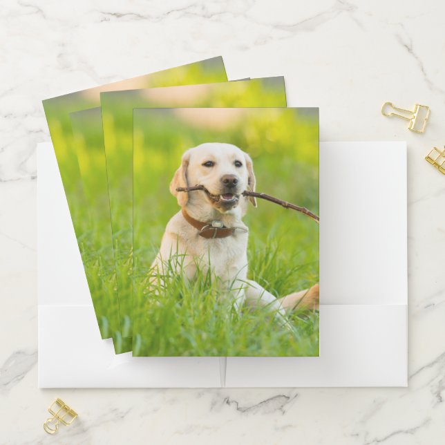 Yellow Labrador Plays Fetch With Stick Pocket Folder (In Situ)