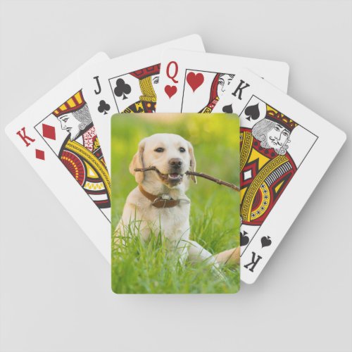 Yellow Labrador Plays Fetch With Stick Poker Cards