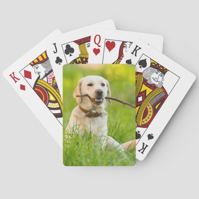 Yellow Labrador Plays Fetch With Stick Poker Cards (Back)