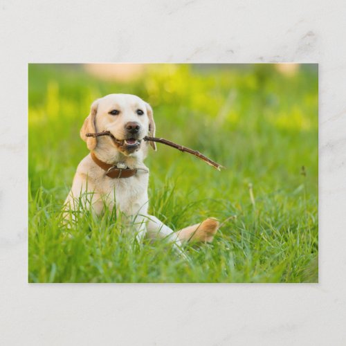Yellow Labrador Plays Fetch With Stick Postcard