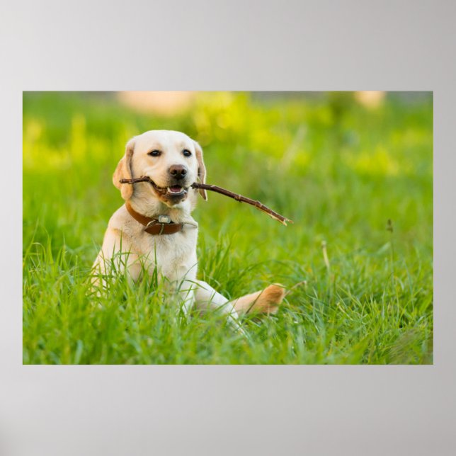 Yellow Labrador Plays Fetch With Stick Poster (Front)