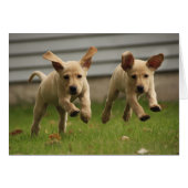 Yellow Labrador Puppies Running (Front Horizontal)