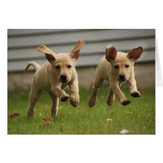 Yellow Labrador Puppies Running (Front Horizontal)