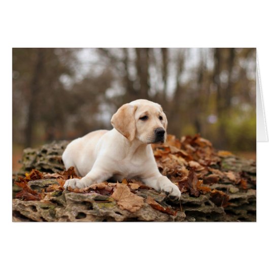 Yellow Labrador Puppy In Autumn (Front Horizontal)