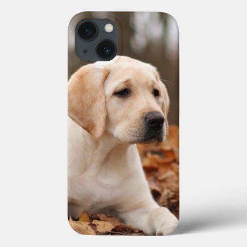 Yellow Labrador Puppy In Autumn iPhone 13 Case