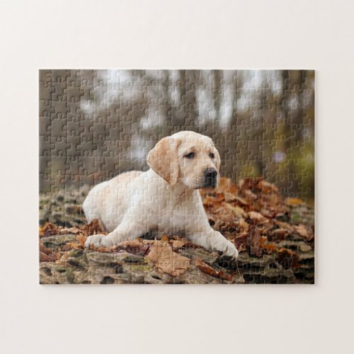 Yellow Labrador Puppy In Autumn Jigsaw Puzzle