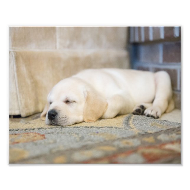 Yellow Labrador Puppy Photography Print (Front)