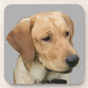 Yellow Labrador Retriever Beverage Coaster
