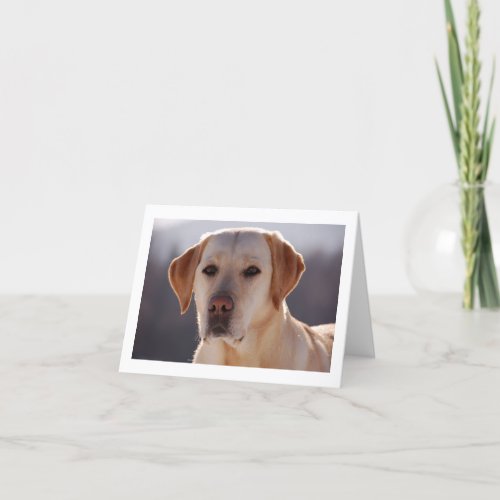 yellow labrador retriever card