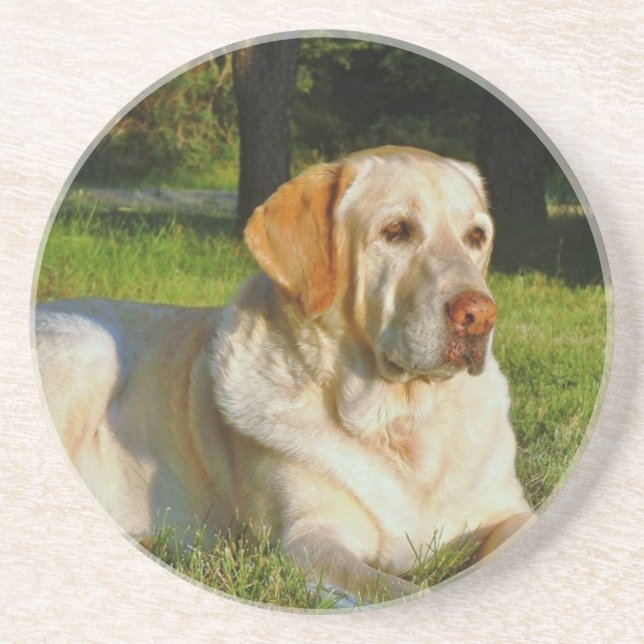 Yellow Labrador Retriever Coaster (Front)