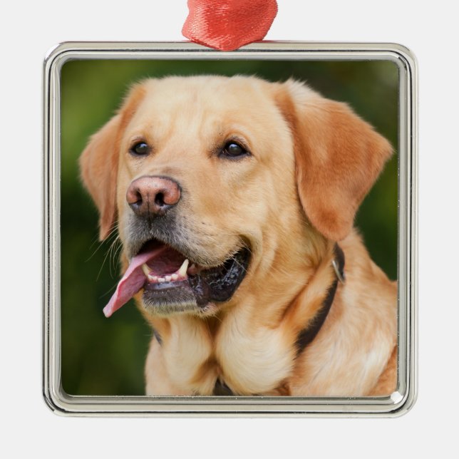 Yellow Labrador Retriever Dog - Lab Metal Ornament (Front)