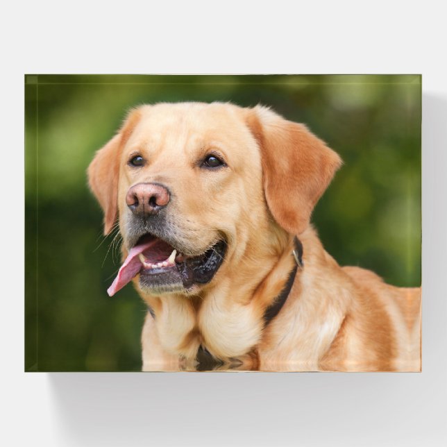 Yellow Labrador Retriever Dog - Lab Paperweight (Front)