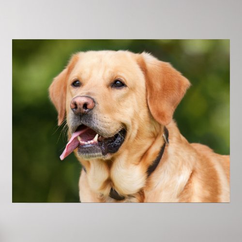 Yellow Labrador Retriever Dog _ Lab Poster
