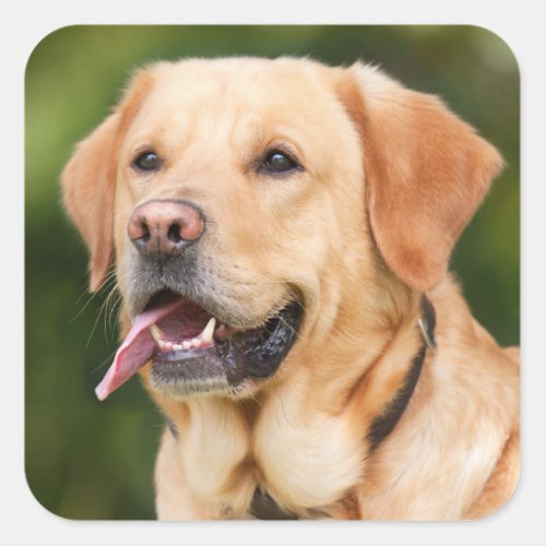 Yellow Labrador Retriever Dog _ Lab Square Sticker