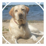 Yellow Labrador Retriever Dog Poster