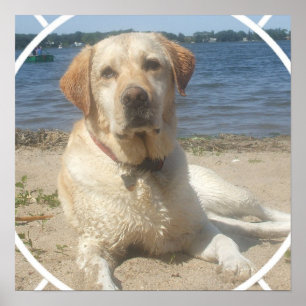 Yellow Labrador Retriever Dog Poster