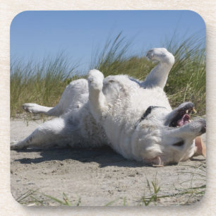 Yellow Labrador Retriever Drink Coaster