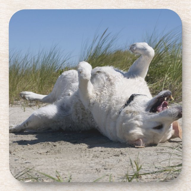 Yellow Labrador Retriever Drink Coaster (Front)