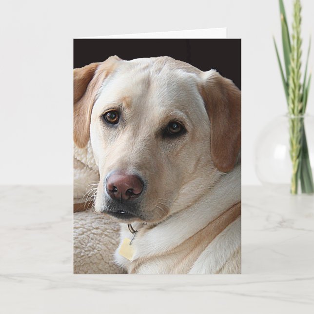 Yellow Labrador Retriever Greeting Card (Front)