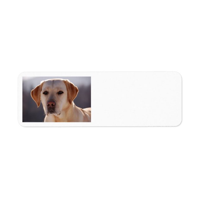 yellow labrador retriever label (Front)