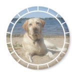 Yellow Labrador Retriever Magnet