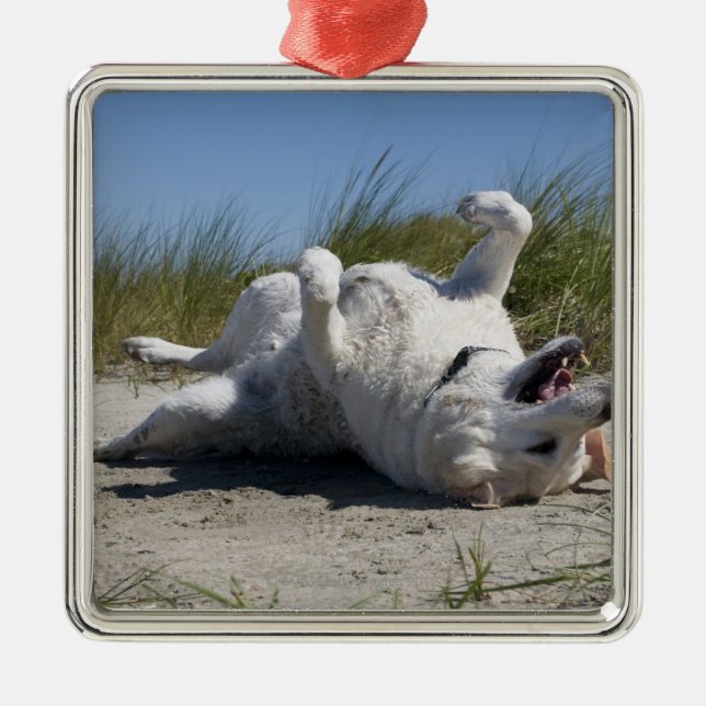 Yellow Labrador Retriever Metal Ornament (Front)