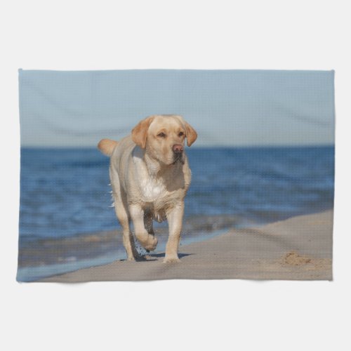 Yellow labrador retriever on the beach kitchen towel