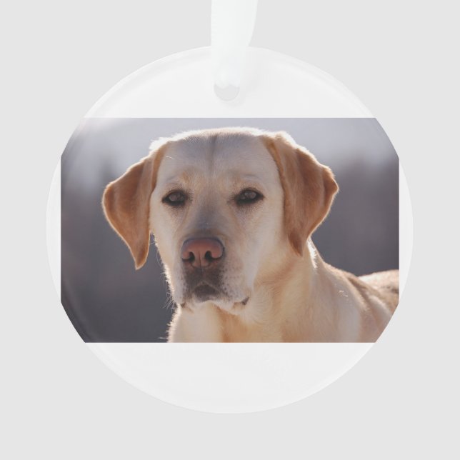 yellow labrador retriever ornament (Front)