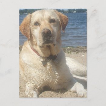 Yellow Labrador Retriever Postcard by DogPoundGifts at Zazzle