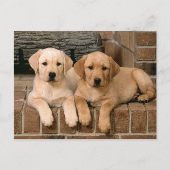 Yellow Labrador Retriever Postcard (Front)