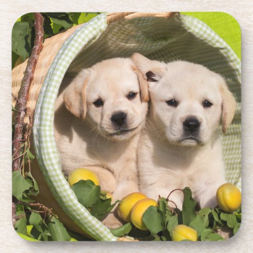 Yellow Labrador Retriever Puppies in a Basket Beverage Coaster